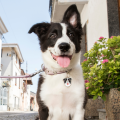 border-collie-id-dog-tag (1).jpg