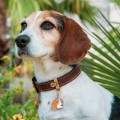 beagle-dog-id-tag.jpg