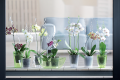 Decor_Orchid_Sticks_ISTC01_ISTC02_ISTC02_aranz.png