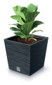 Furu_Square_Low_DFS_S433_roslina.png