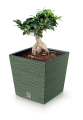 Furu_Case_DFS_5615C_roslina.png