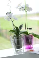 Coubi_Orchid_DUOW_P_aranz_02.jpg