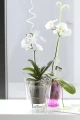 Coubi_Orchid_DUOW_P_aranz_03.jpg