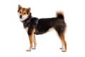 Web JPG-FR-Harness_Basalt-Gray_Dolly_STUDIO.jpg