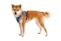 Web JPG-FR-Harness_Coastal-Mountains_Pearl_STUDIO.jpg