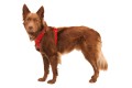 Web JPG-FR-Harness_Red-Canyon_Sturgill_STUDIO.jpg