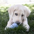 kong_puppy_4.jpg