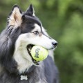 SqueakAir Ball with Rope_2.png