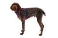 30821_Hi-_-Light-Harness_Alpenglow-Pink-Right_STUDIO_1_2.jpg