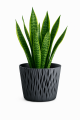 Sandy_Round_DSR_S433_2.png