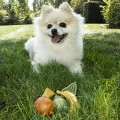 Garden Bites Fruity Friends S