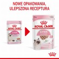 RC-SPT-WET-Kitten-LOAF-CV-1-pl_PL.jpg