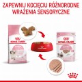 RC-SPT-WET-Kitten-LOAF-CV-4-pl_PL.jpg