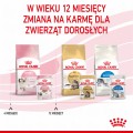 RC-SPT-WET-Kitten-LOAF-CV-8-pl_PL.jpg