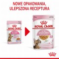 RC-SPT-WET-KittenSter-CIJ-CV-1-pl_PL.jpg