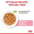 RC-SPT-WET-KittenSter-CIJ-CV-2-pl_PL.jpg
