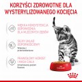 RC-SPT-WET-KittenSter-CIJ-CV-3-pl_PL.jpg