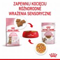 RC-SPT-WET-KittenSter-CIJ-CV-4-pl_PL.jpg