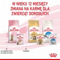 RC-SPT-WET-KittenSter-CIJ-CV-8-pl_PL.jpg