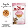 RC-SPT-WET-KittenSter-CIJ-MV-1-pl_PL.jpg