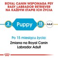 RC-BHN-PuppyLabradorRetriever-CM-EretailKit-1﻿-pl_PL.jpg