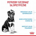 RC-SPT-DRY-MaxiPuppy-CV-2-pl_PL.jpg