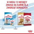 RC-SPT-DRY-MediumPuppy-CV-5-pl_PL.jpg